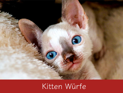 cornish rex - würfe